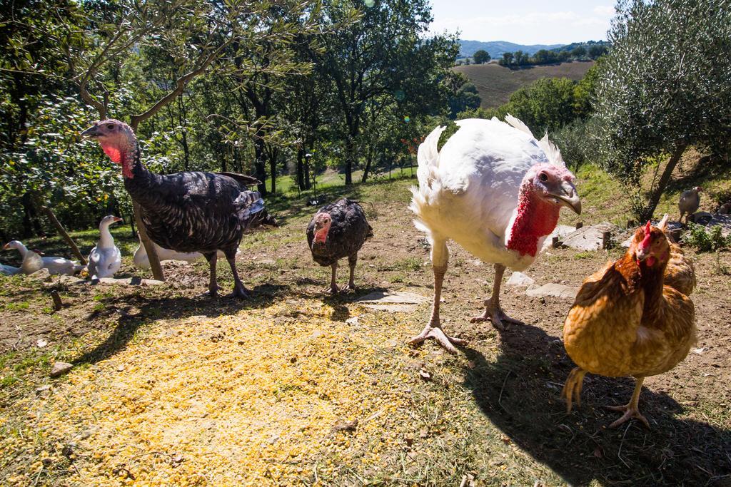 Agriturismo La Coccinella 발파브리카 외부 사진